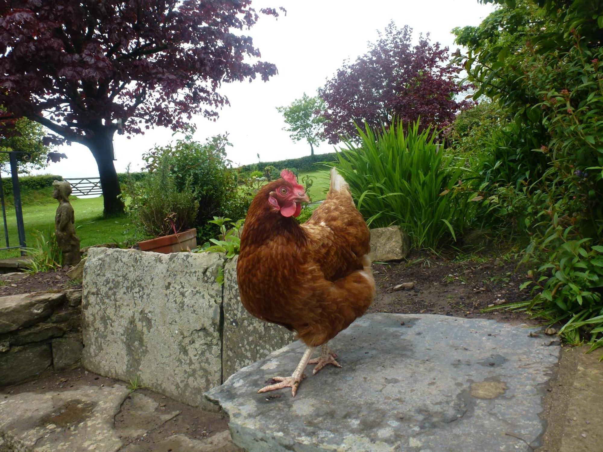 Kidwelly Farmhouse B&B 外观 照片